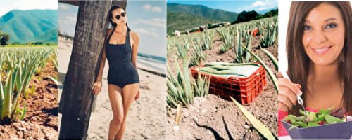 ecolife aloe supplement