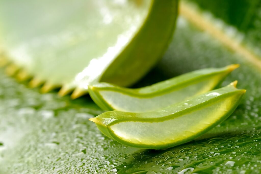 aloe gel ecolife
Aloë vera producten België