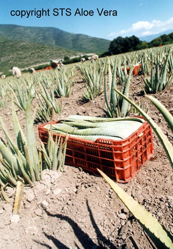 Ecolife aloe vera - biologische plantage